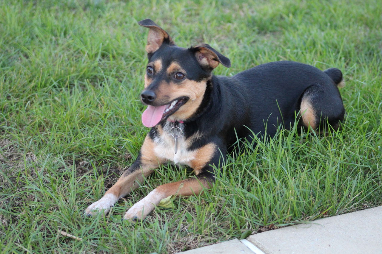 Operation Paws for Homes - Maganee Blue1.jpg